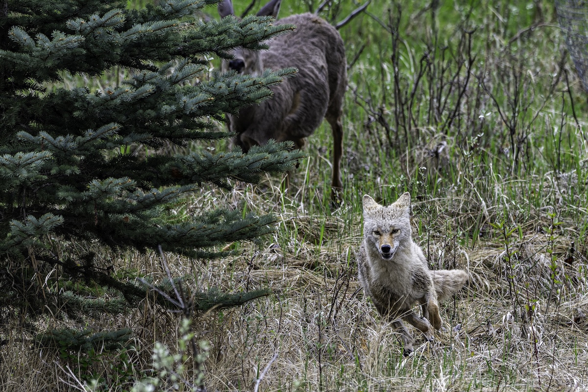 coyote deer yosemite
