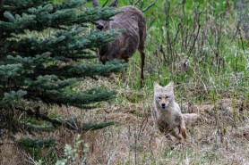 coyote deer yosemite