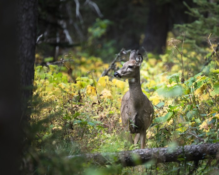 Deer bear trail glacier national park