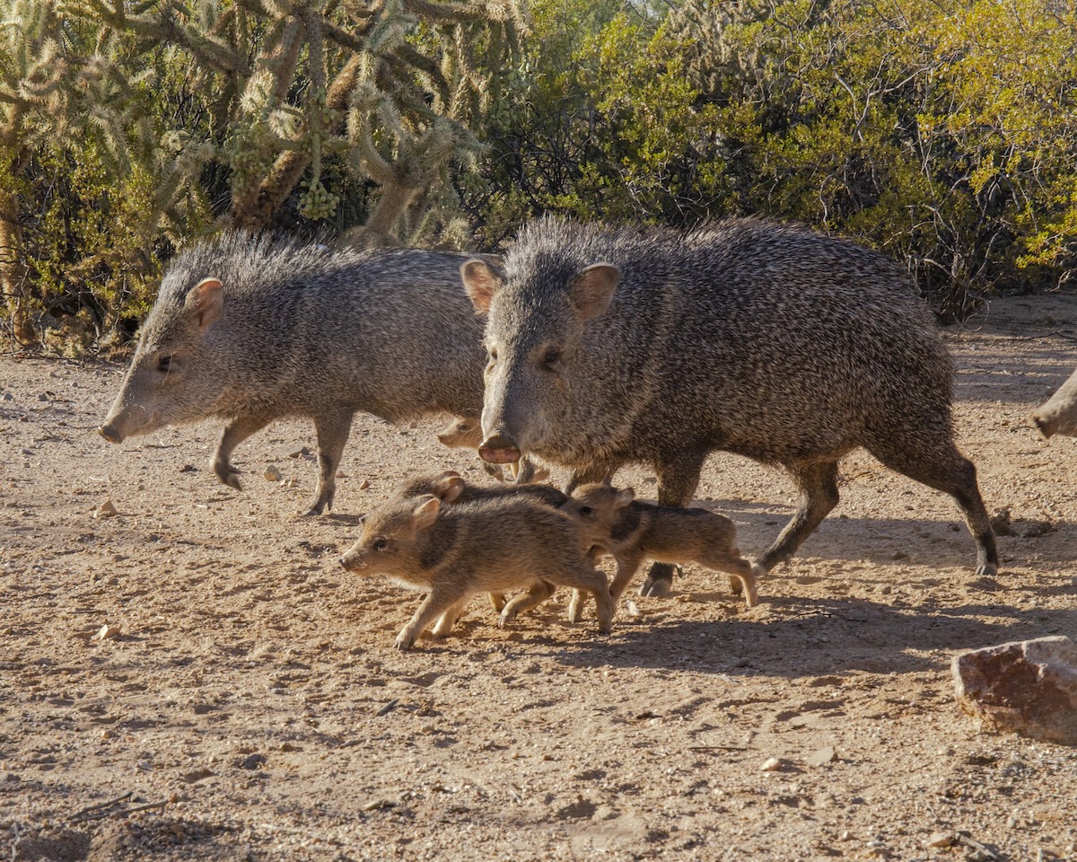 desert animals watering hole