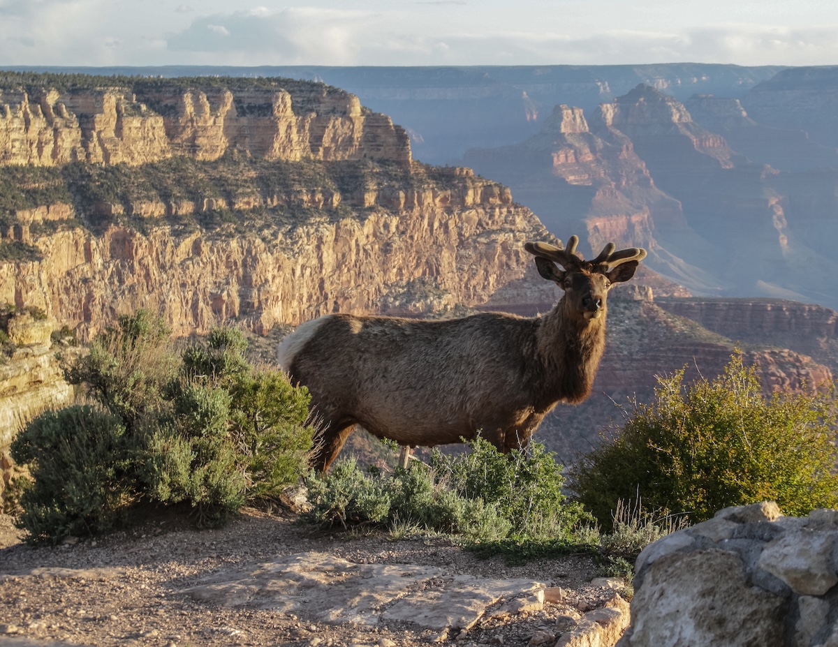 Elk charged grand canyon