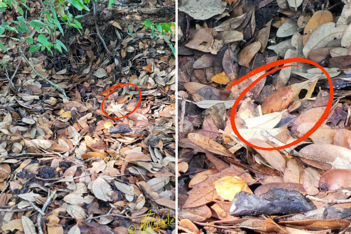find the copperhead snake answer