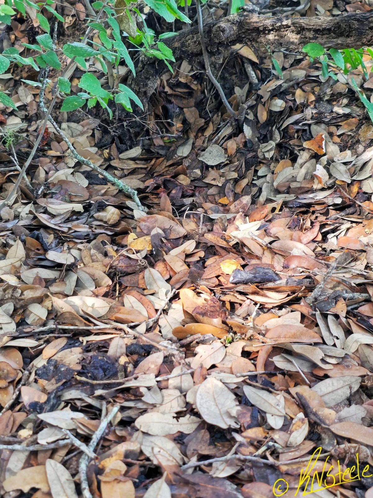 find the copperhead snake