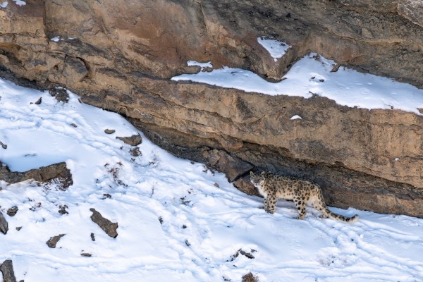 snow leopard ghost cat video