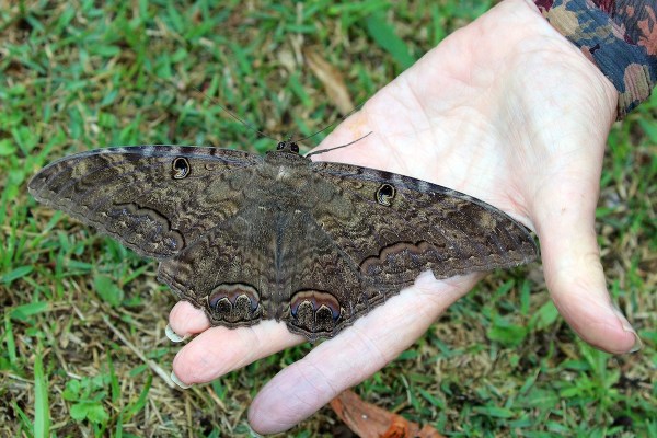 giant moth hidden