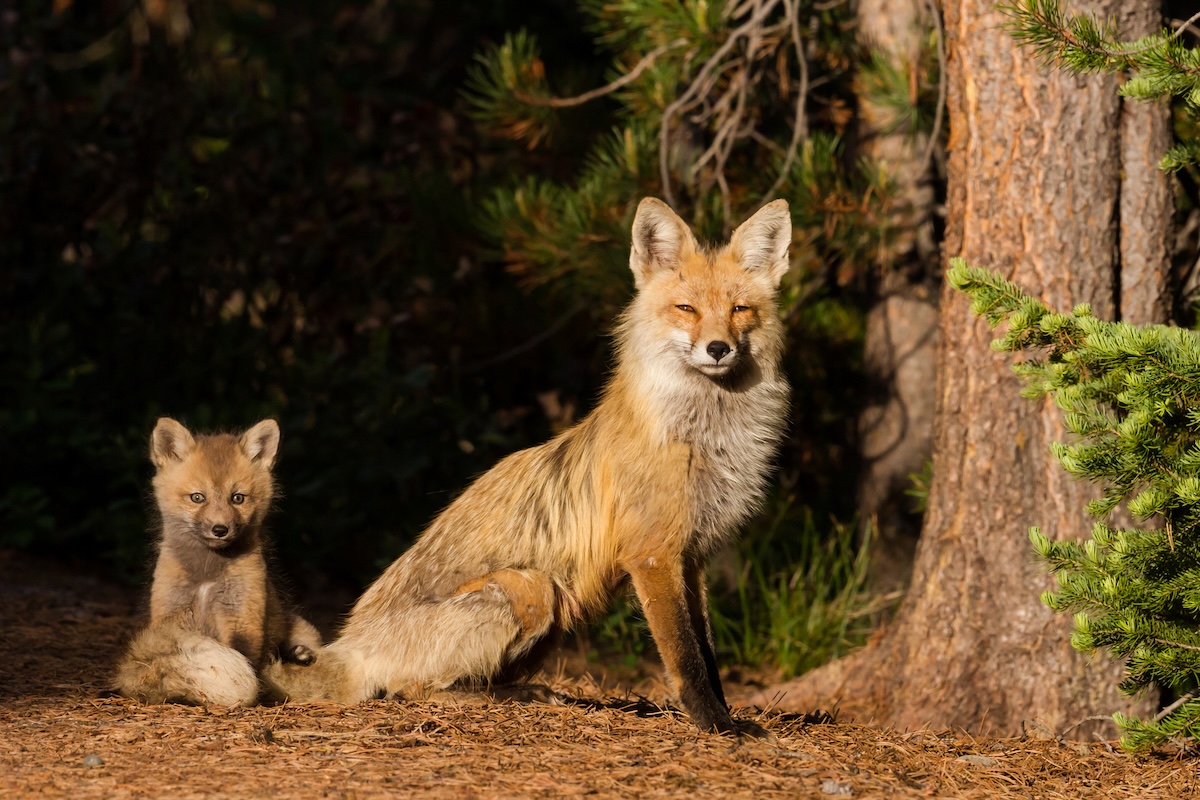 grand teton foxes shoes