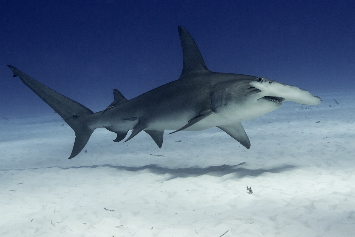 Hammerhead stingray