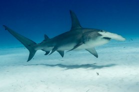Hammerhead stingray