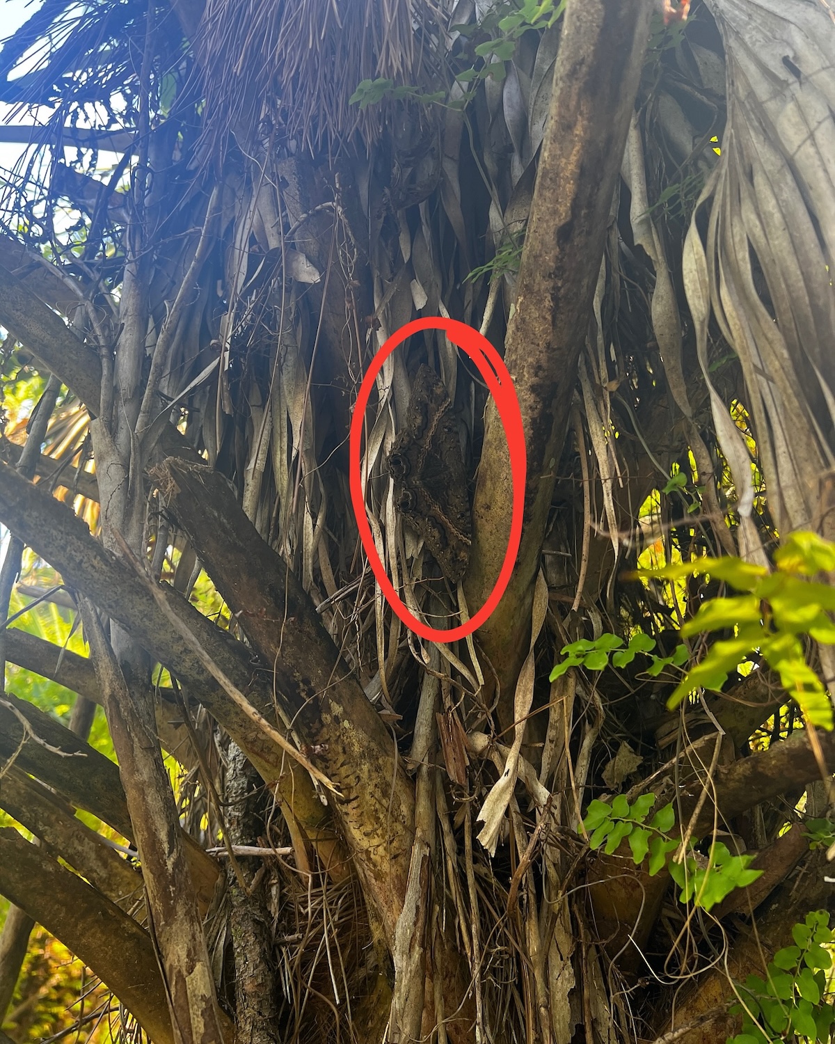 hidden giant moth answer