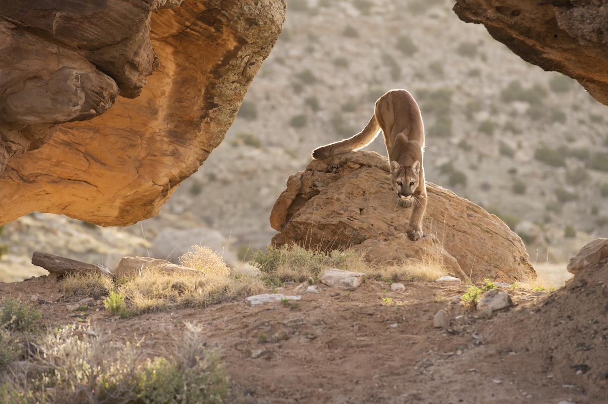hiker Mountain Lion encounter