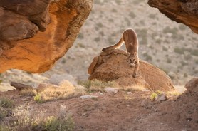 hiker Mountain Lion encounter