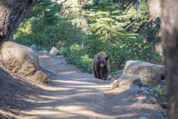 hikers scares bear