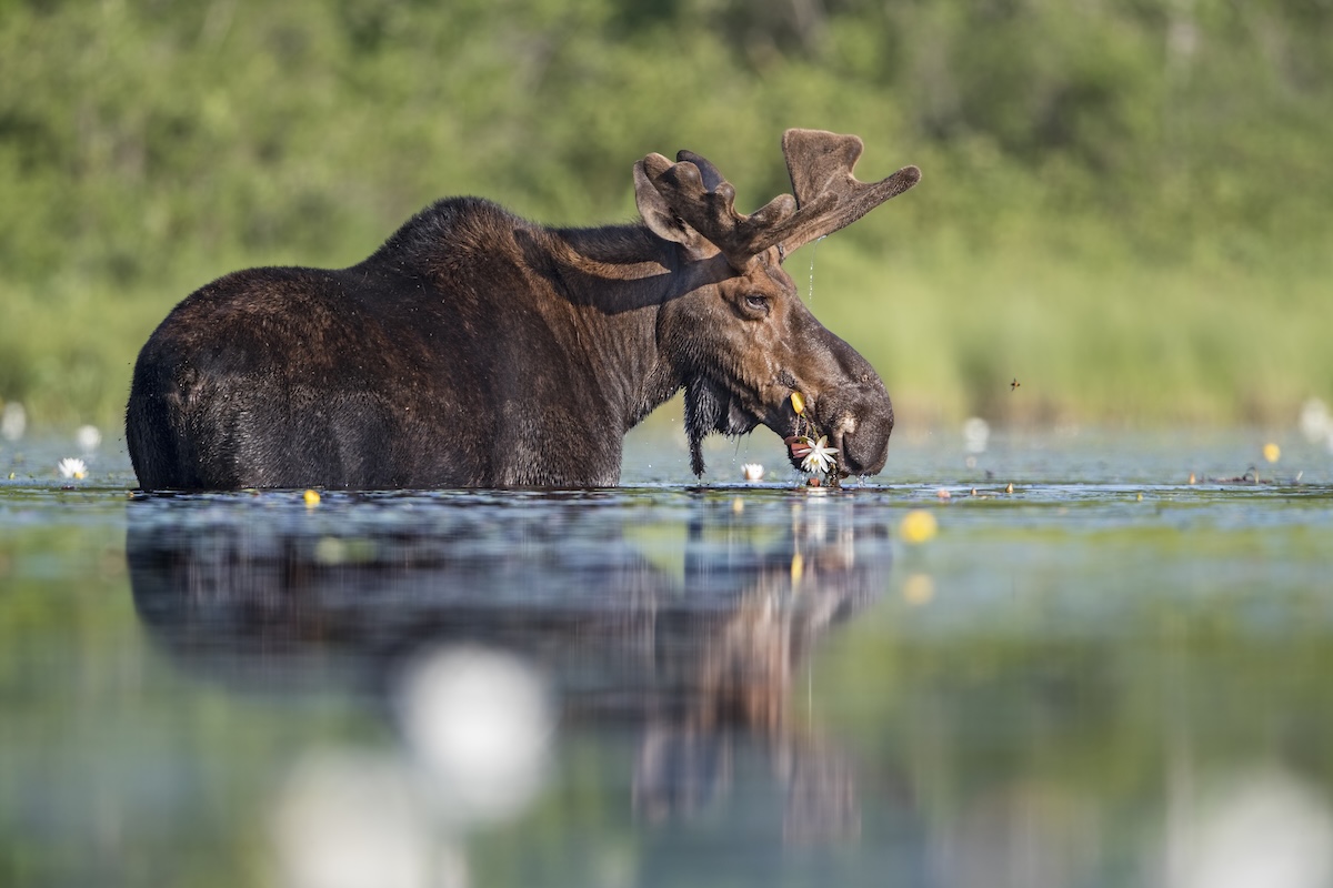 kayaker moose water