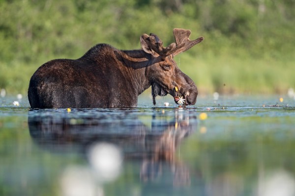kayaker moose water