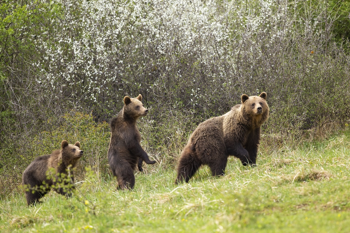 mother bear and cubs katmai