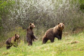mother bear and cubs katmai