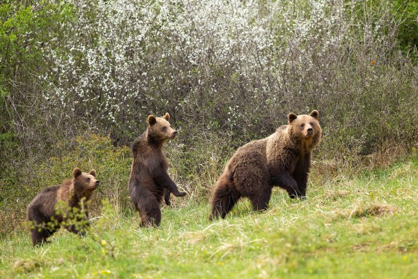 mother bear and cubs katmai