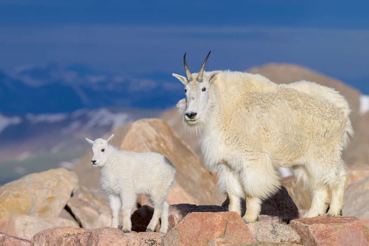 Mountain goats subaru