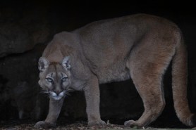 mountain lion new york