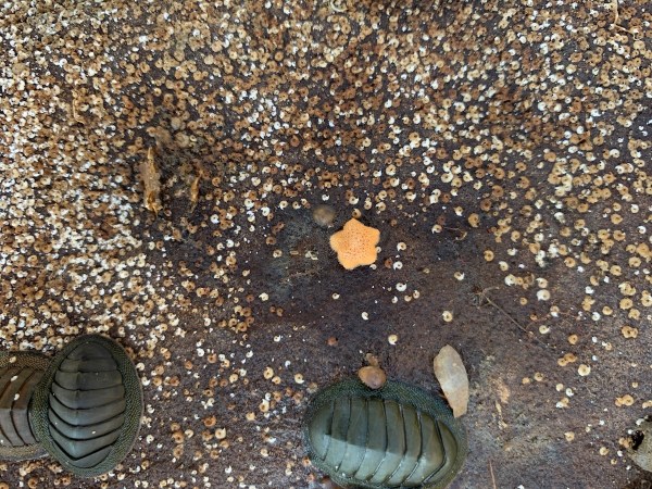 orange blob endangered