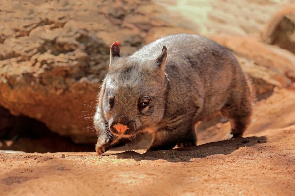 rare daytime wombat footage