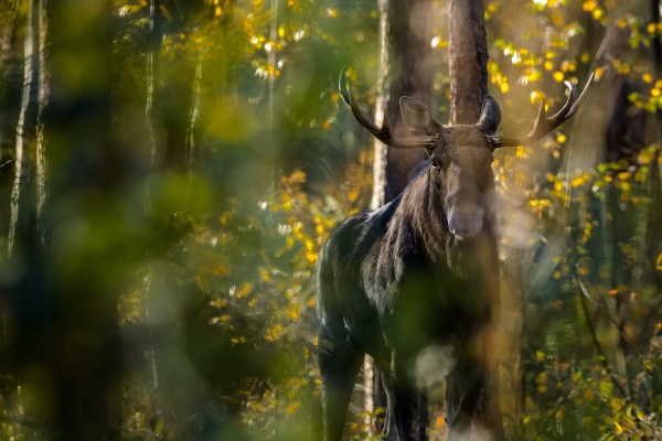 rare european moose czech republic