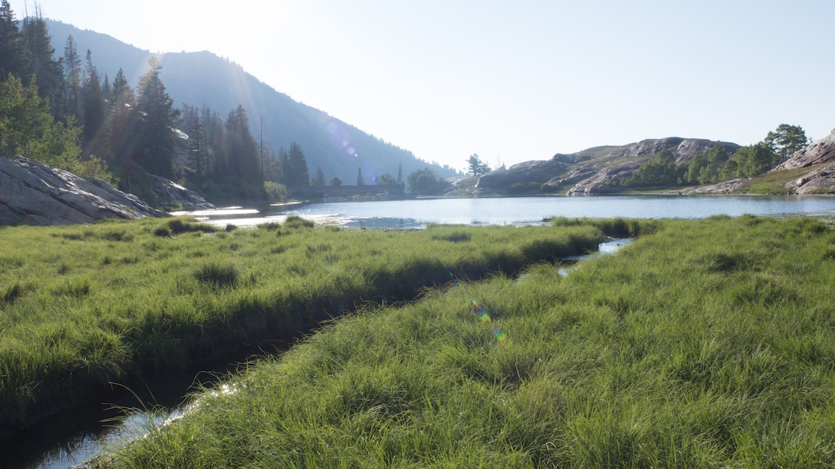 rare salamanders alpine lake utah