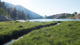 rare salamanders alpine lake utah