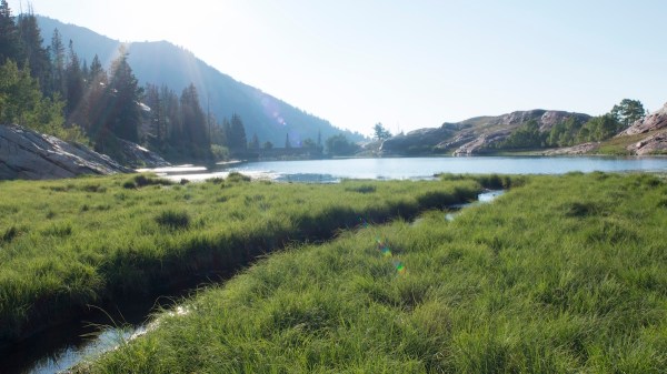 rare salamanders alpine lake utah