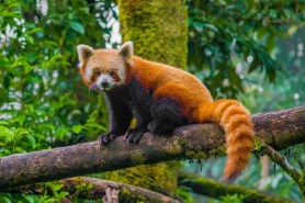 Red Pandas trail cams