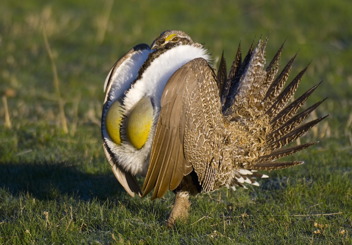 Sage Grouse extinct bird