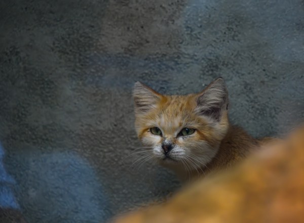 wild cat sand cat extinct pakistan trail cam