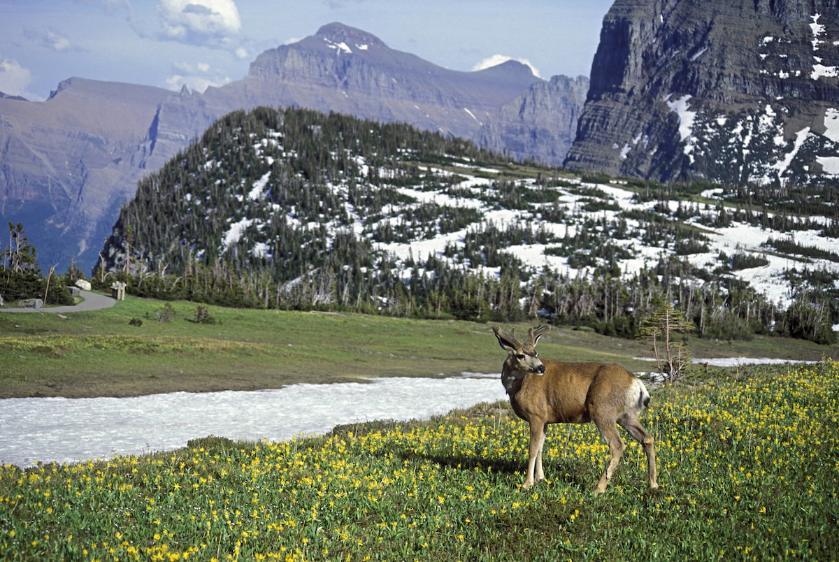 service dog chases deer glacier national park