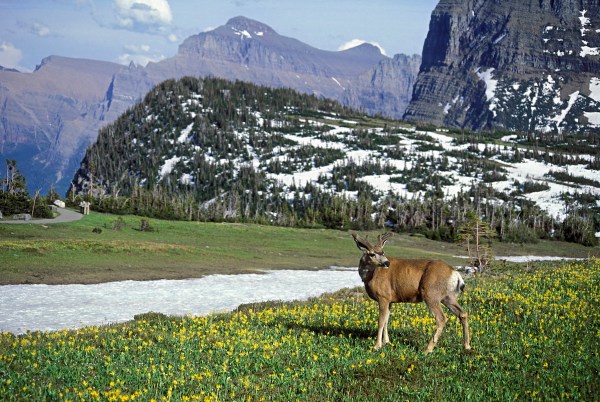 service dog chases deer glacier national park