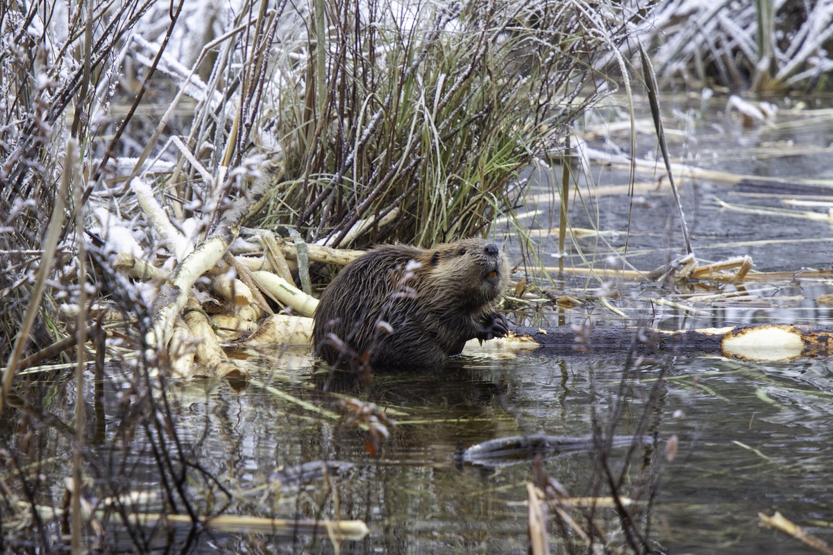 swamp trail cams beavers