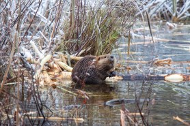 swamp trail cams beavers