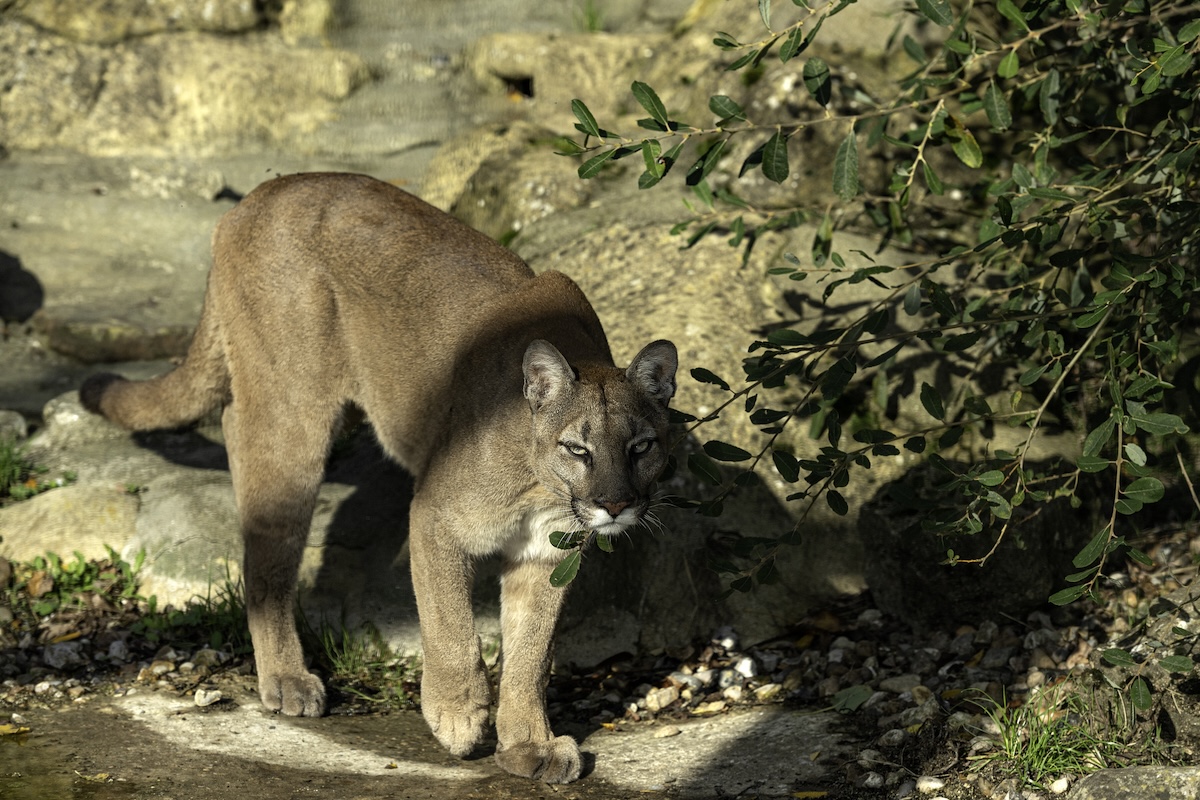 terrifying mountain lion encounter tiktok viral