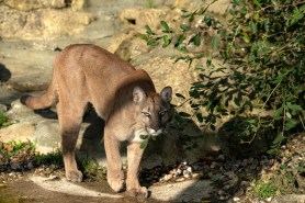 terrifying mountain lion encounter tiktok viral