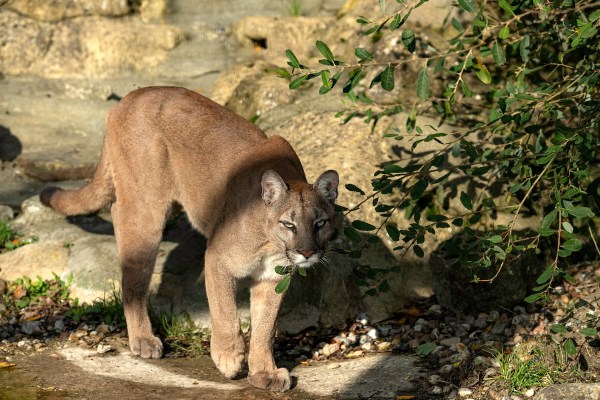 terrifying mountain lion encounter tiktok viral