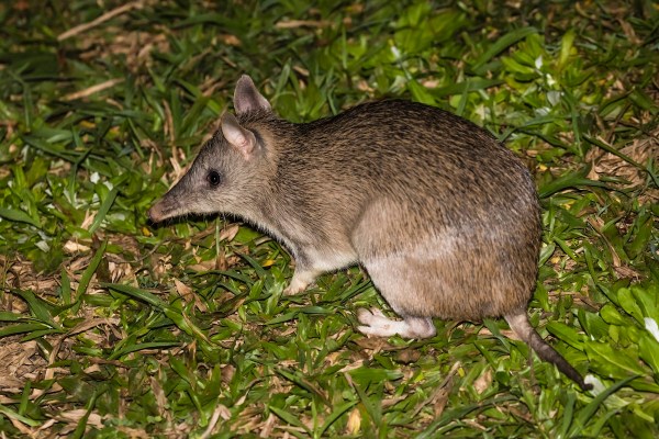 trail cam bandicoots
