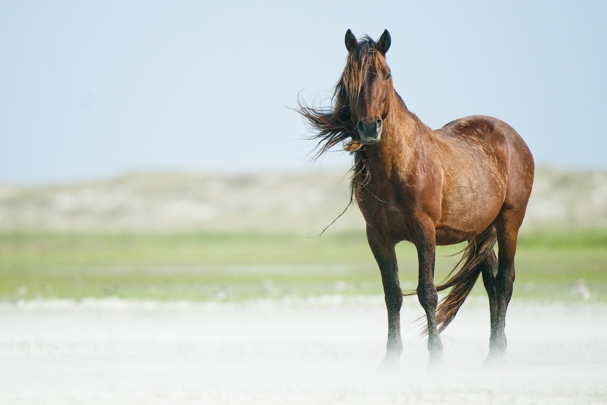 wild horse bath