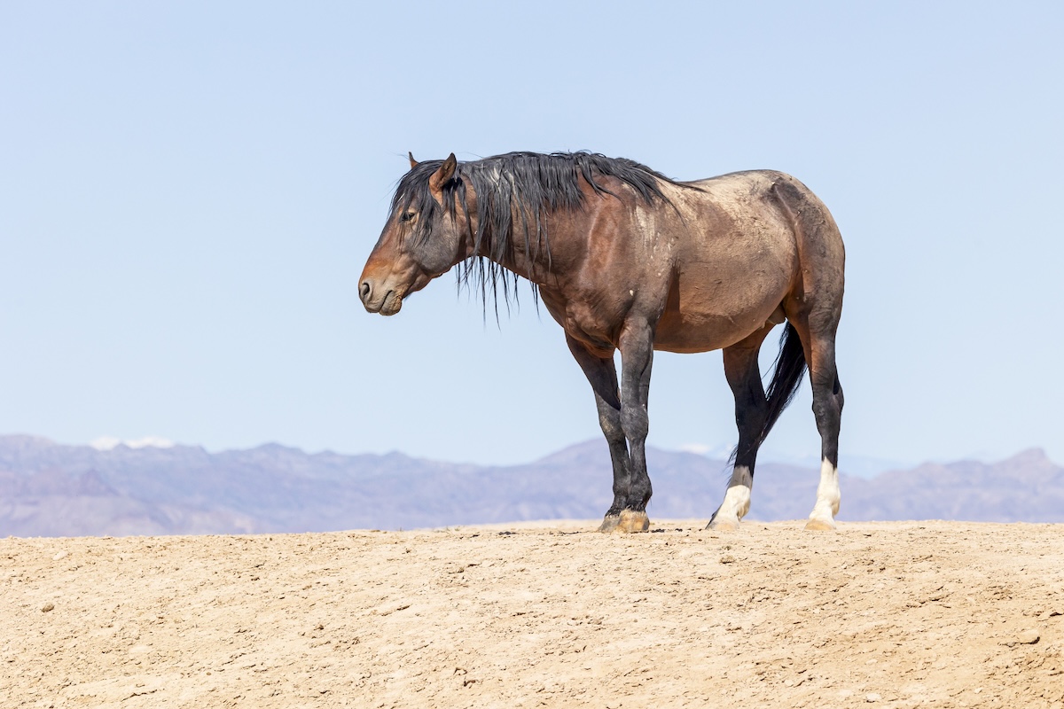 wild horses stuck mud