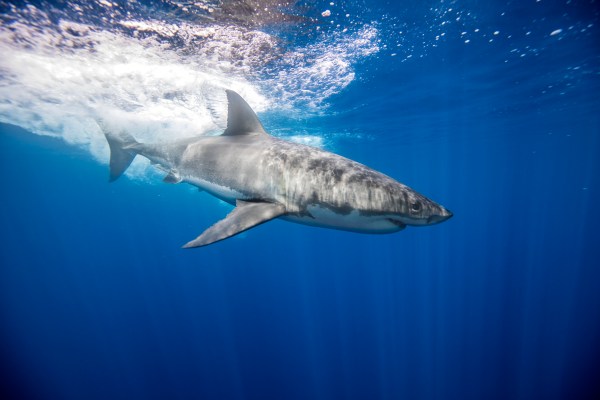 a shark diving under water.