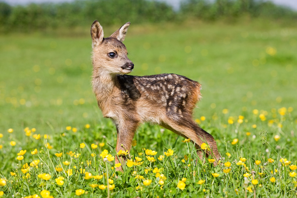 mule deer baby video