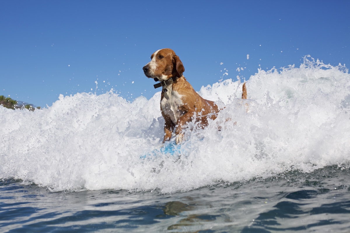 Dogs surfing