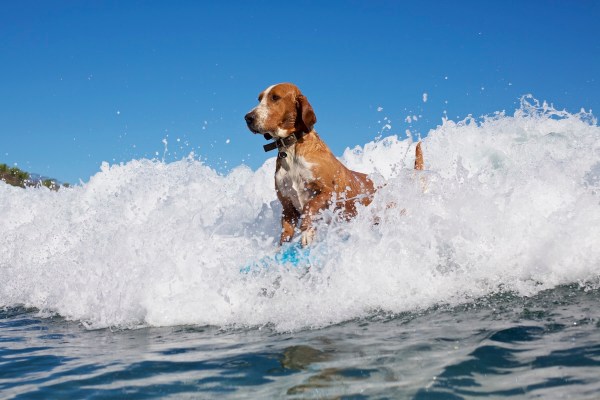 Dogs surfing