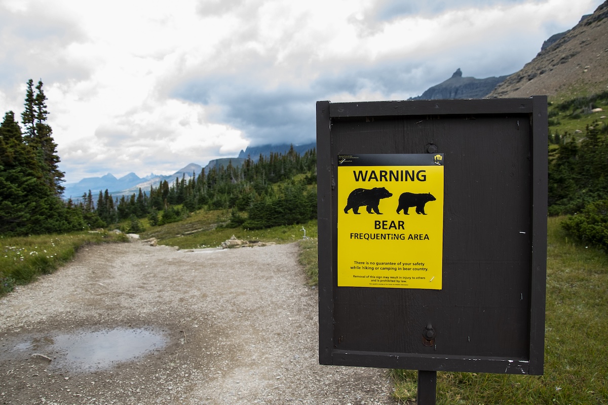 bear glacier national park hiker