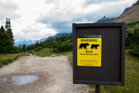 bear glacier national park hiker