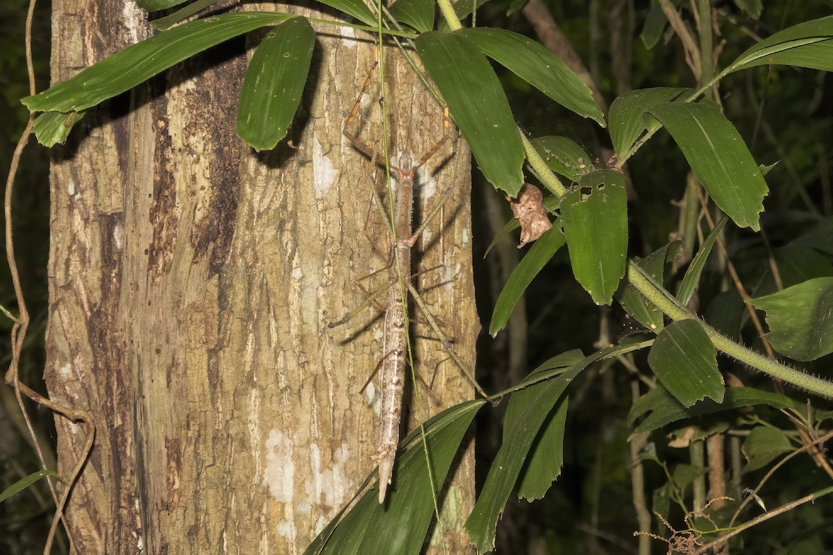 stick insect new species australia