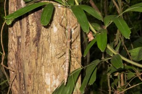 stick insect new species australia